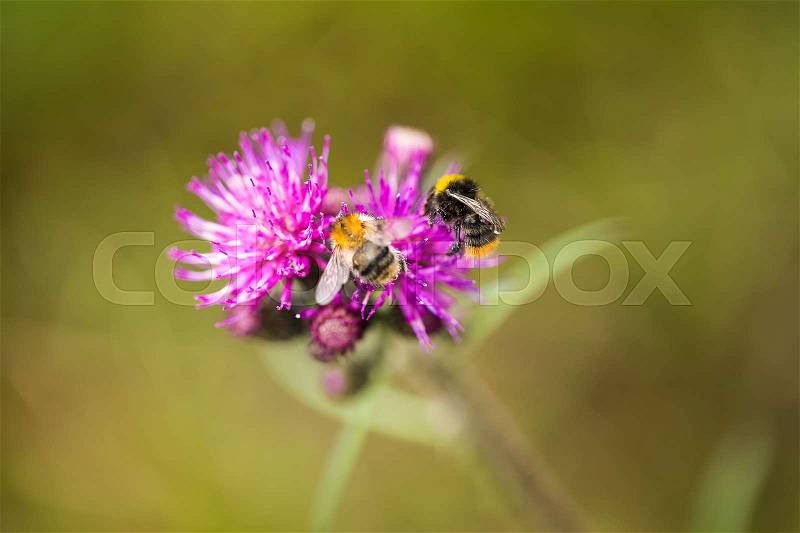 A beautiful wild bumblebee gathering honey from marsh thistle flower. Macro, shallow depth of field photo, stock photo