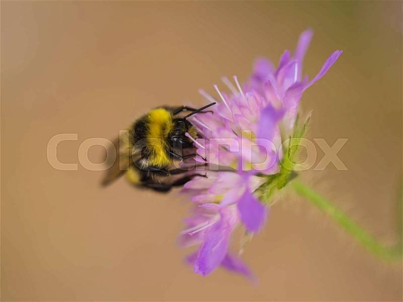 A beautiful bumblebee gathering honey from a purple summer flower. Macro shallow depth of field photo, stock photo