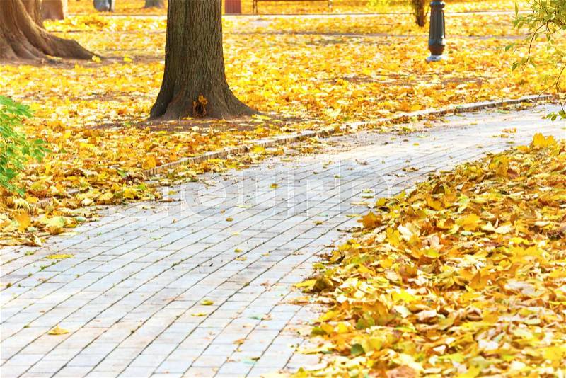 Path in the autumn city park with yellow leaves, stock photo