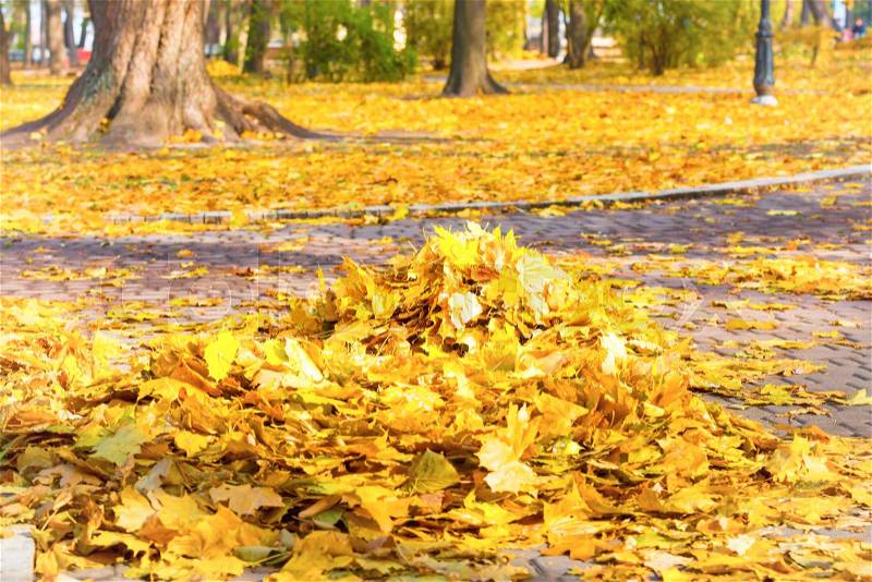 Cleaning in the park - heap of autumn yellow leaves on ground, stock photo