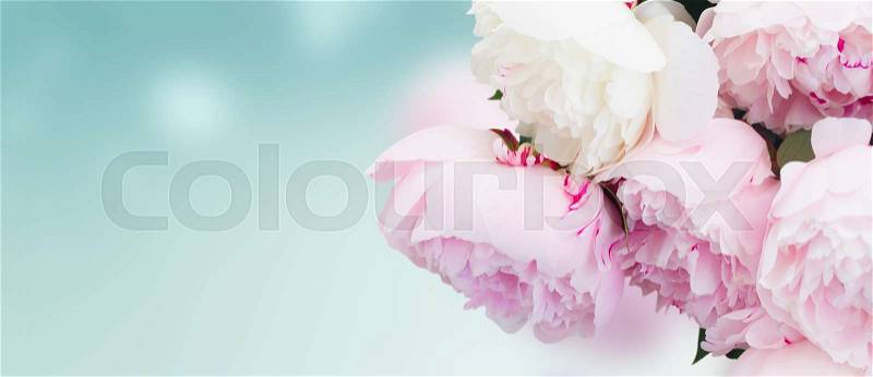 Fresh peony flowers colored in shades of pink close up on blue background banner, stock photo