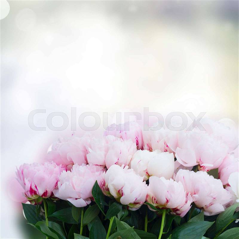 Fresh peony flowers buds with leaves border colored in shades of pink on gray bokeh background, stock photo