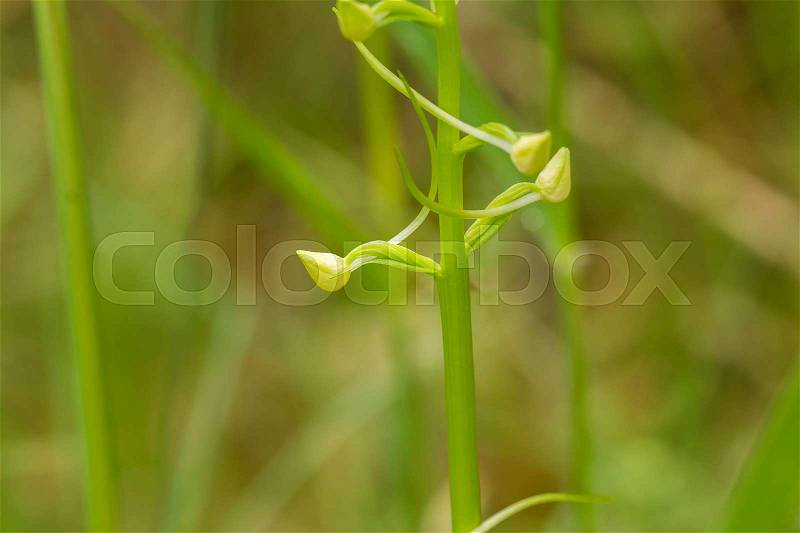A beautiful rare lesser butterfly orchid blossoming in the summer marsh. Closeup macro photo, shallow depth of field, stock photo