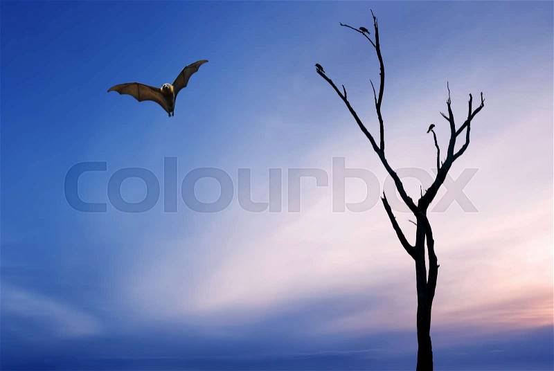 Halloween background with flying Fox over bright sky background, stock photo