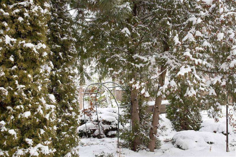 Snow covered backyard with trees. Winter landscape, stock photo