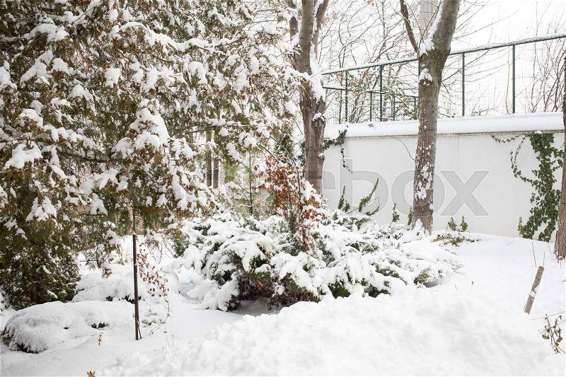Snow covered backyard with trees and fence, stock photo
