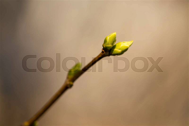 Blooming buds on the branch. Macro with bokeh. Photo can be used as a whole background, stock photo