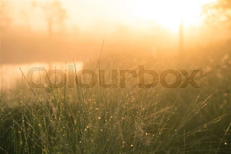 A field of beautiful green sedge grass in morning light. Marsh landscape on Northern Europe. Beautiful swamp landscape, stock photo