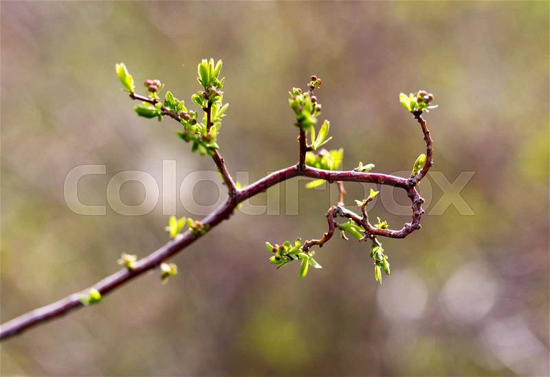 From buds on the tree appear leaves , stock photo