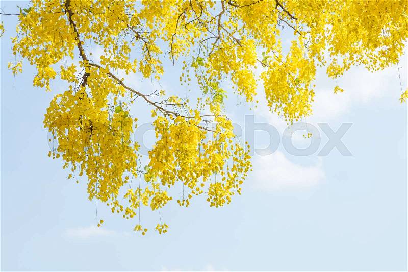 Yellow flowers and sky In the bright sky of summer, stock photo