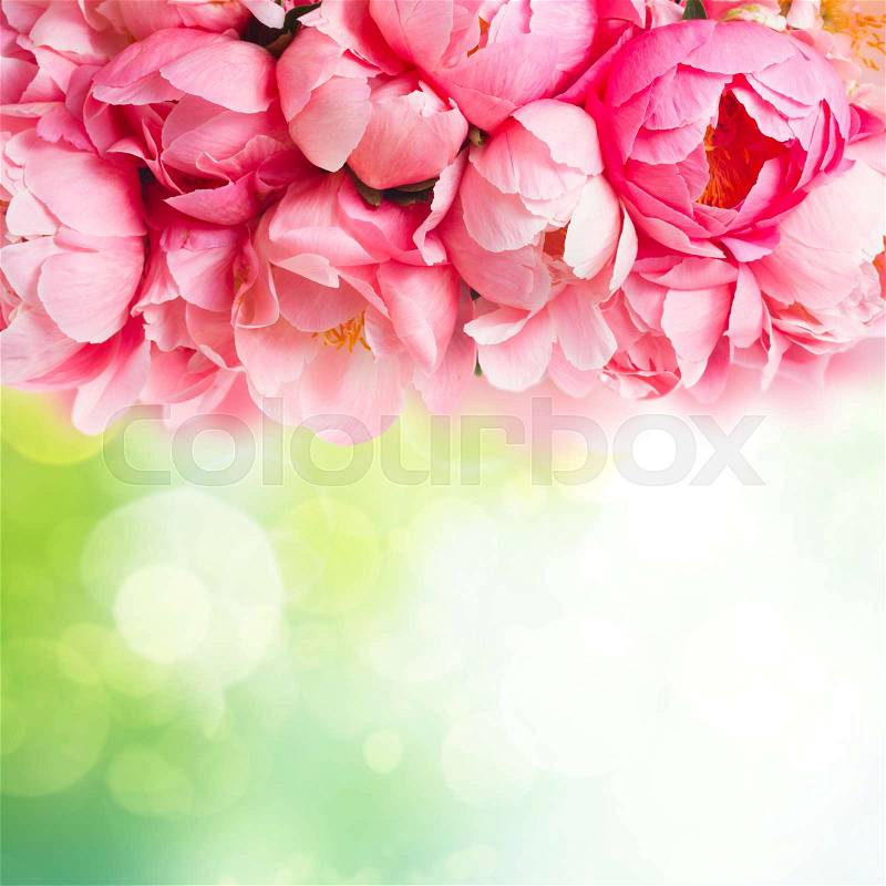 Fresh dark pink peony flowers border with copy space on abstract garden background, stock photo