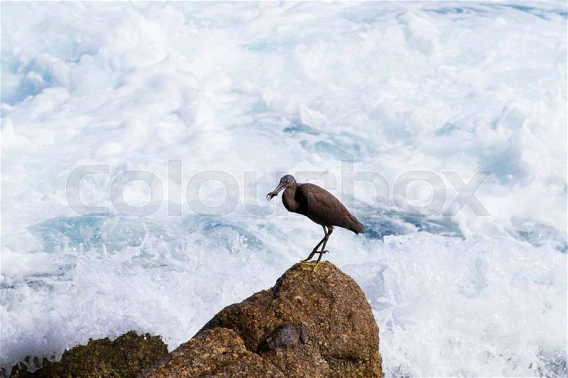 Pacific Reef Egret on the rock seaside aisia beach, black pacific reef egret looking for fish at beach rock, stock photo