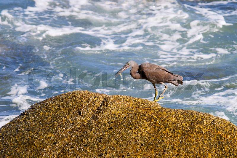 Pacific Reef Egret on the rock seaside aisia beach, black pacific reef egret looking for fish at beach rock, stock photo