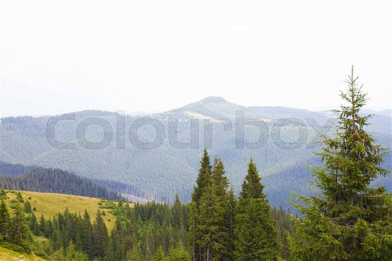 Spruce forest in the Ukrainian Carpathians. Sustainable clear ecosystem. Many peaks, stock photo