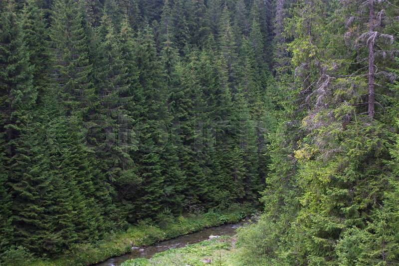 Spruce forest in the Ukrainian Carpathians. Sustainable clear ecosystem. Mountain lake, stock photo