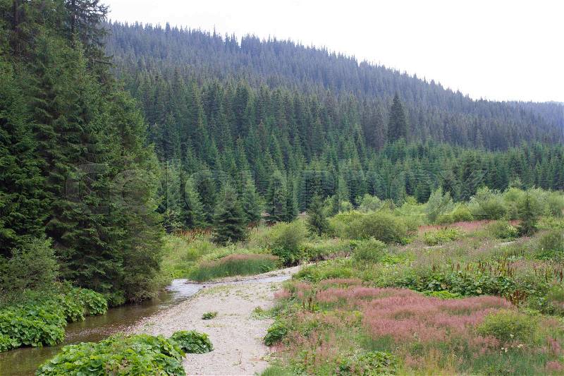 Spruce forest in the Ukrainian Carpathians. Sustainable clear ecosystem. Mountain river, stock photo