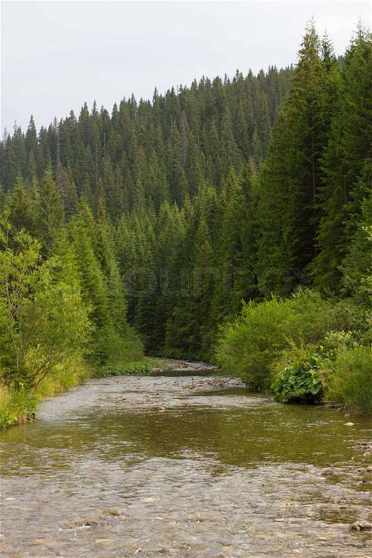 Spruce forest in the Ukrainian Carpathians. Sustainable clear ecosystem. Mountain river, stock photo