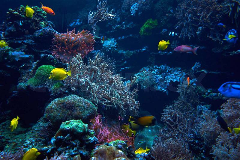 Underwater background. Underwater scene. Underwater world. Underwater life landscape, stock photo
