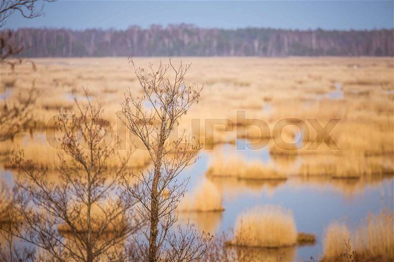 A beautiful landscape of a lake with reeds where migratory birds can rest in an early spring, stock photo
