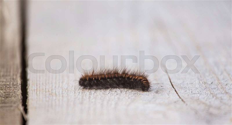 A beautiful black caterpillar on a wooden plank in an early spring. Shallow depth of field, stock photo