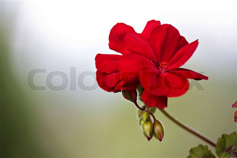 Red geranium flower blooms macro on green background. Red geraniums in a summer garden, stock photo