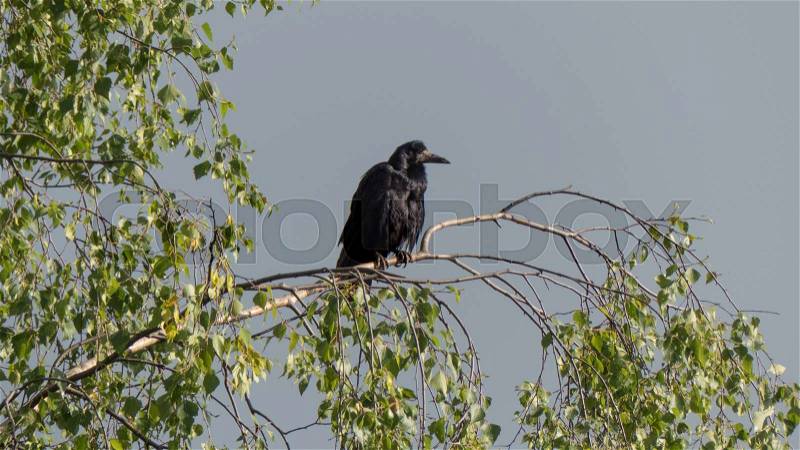 Black raven bird wildlife bird alone sitting birch tree background nature, stock photo