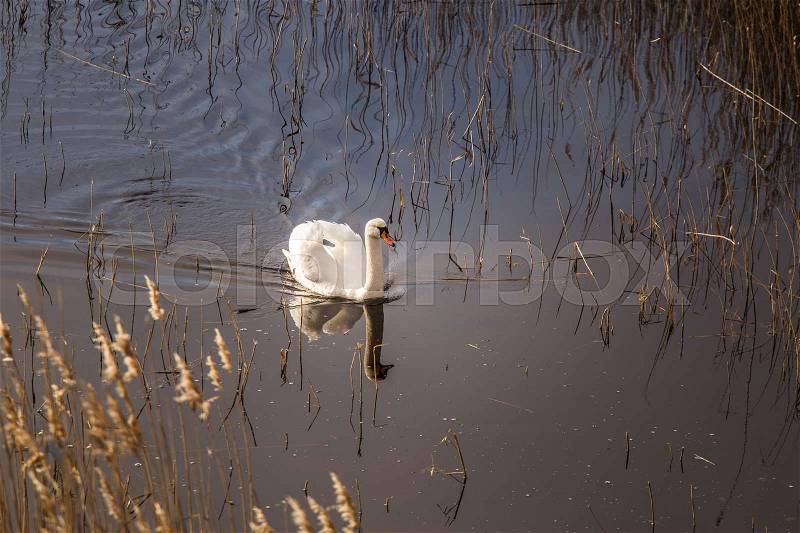 A beautiful white swan swimming in a lake with reeds, stock photo