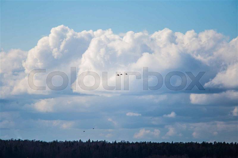 A beautiful three geese flying on the blue sky and cloud background, stock photo