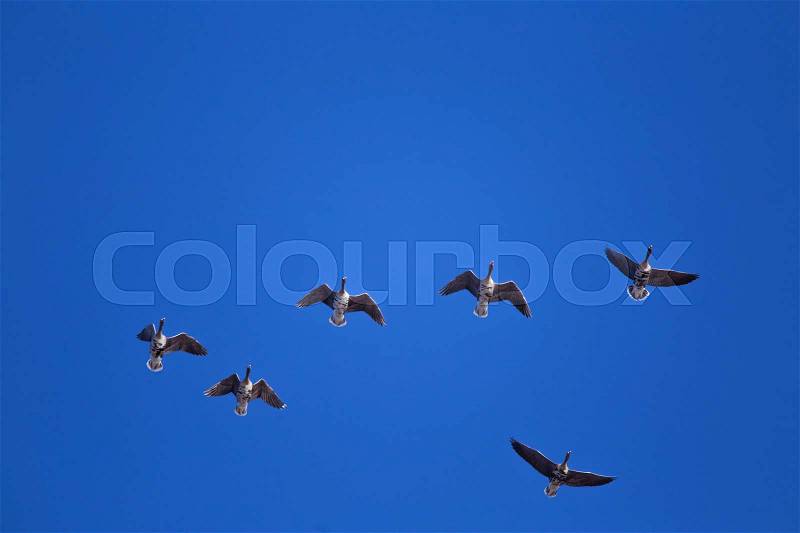 A beautiful flying flock of migratory geese on the blue sky background, stock photo