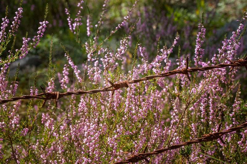 Beautiful purple calluna flowers growing between rusty barbed wires, stock photo