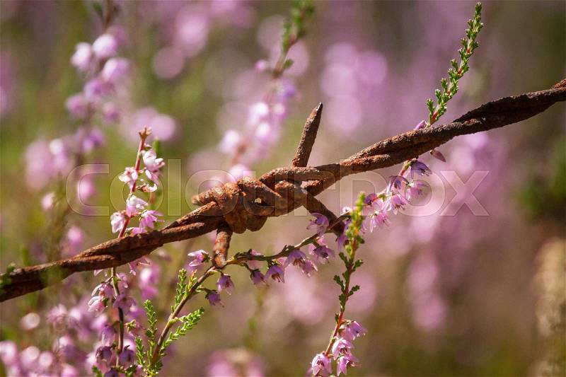 Beautiful purple calluna flowers growing between rusty barbed wires, stock photo