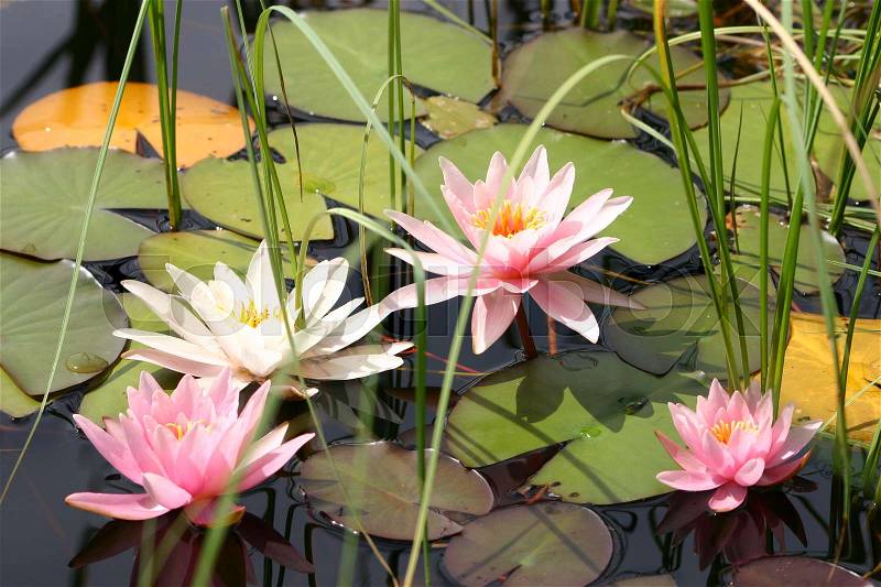 A beautiful pink water lily in a natural habitat, stock photo