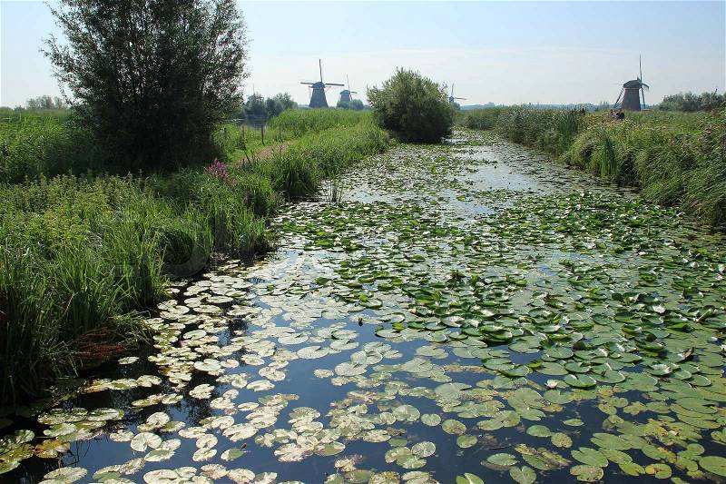 Blooming water lilies in the pit between windmills at Kinderdijk in Holland in the summer, stock photo