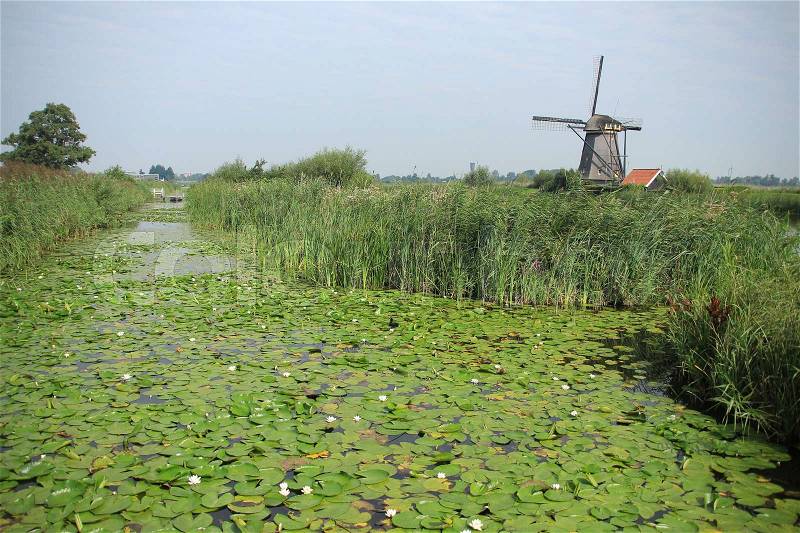 Blooming water lilies in the pit and in the distance a windmill at Kinderdijk in Holland in the summer, stock photo