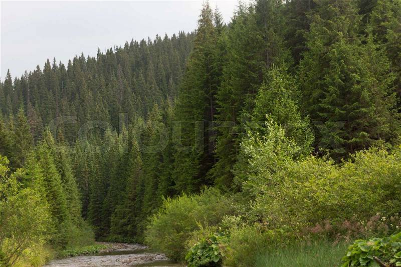Spruce forest in the Ukrainian Carpathians. Sustainable clear ecosystem. Mountain lake, stock photo