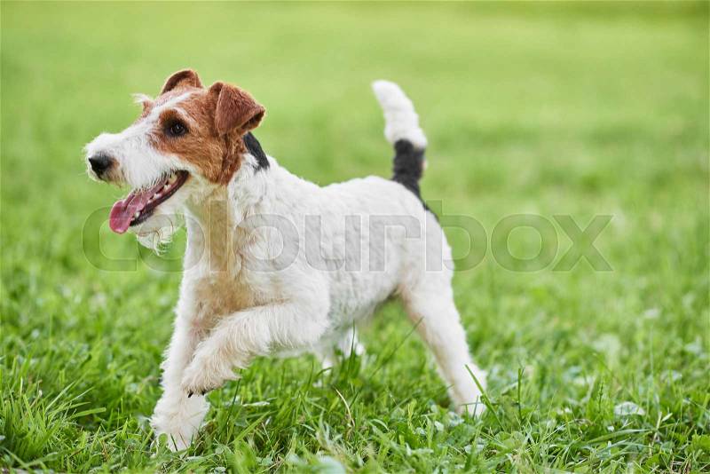 Happy and active fox terrier puppy running in the grass at the park copyspace nature recreation vitality healthcare animals pets concept. , stock photo