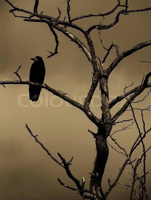 Black raven on dry tree, stock photo