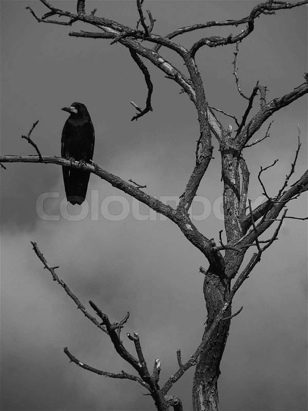 Black raven sitting on dry tree, stock photo