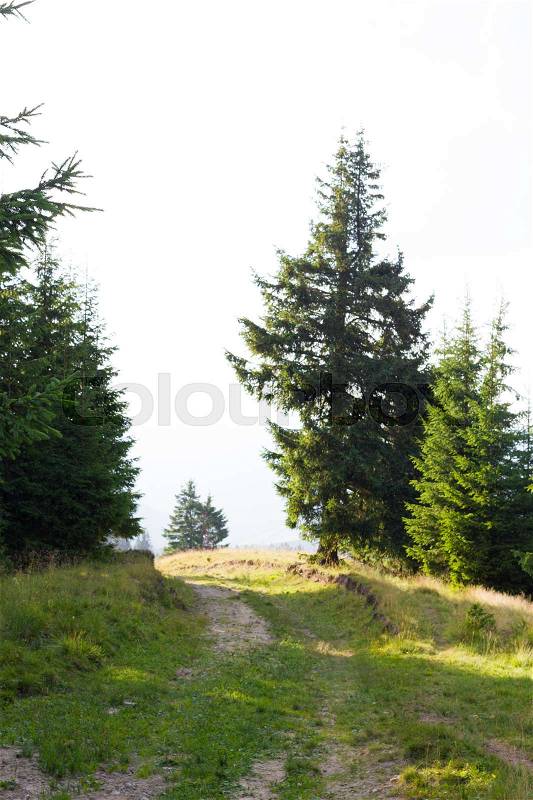 Spruce forest in the Ukrainian Carpathians. Sustainable clear ecosystem, conifer, stock photo