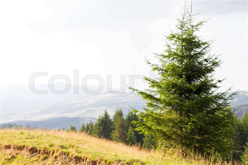 Spruce forest in the Ukrainian Carpathians. Sustainable clear ecosystem. Mountain valley