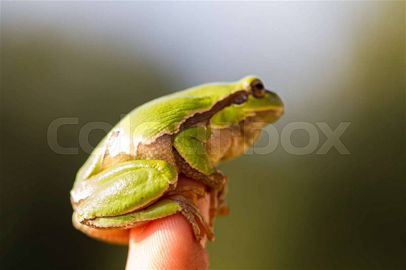 A beautiful green frog sitting on a hand, stock photo