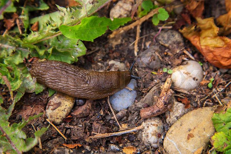 Slug crawls on the ground among the leaves, stock photo