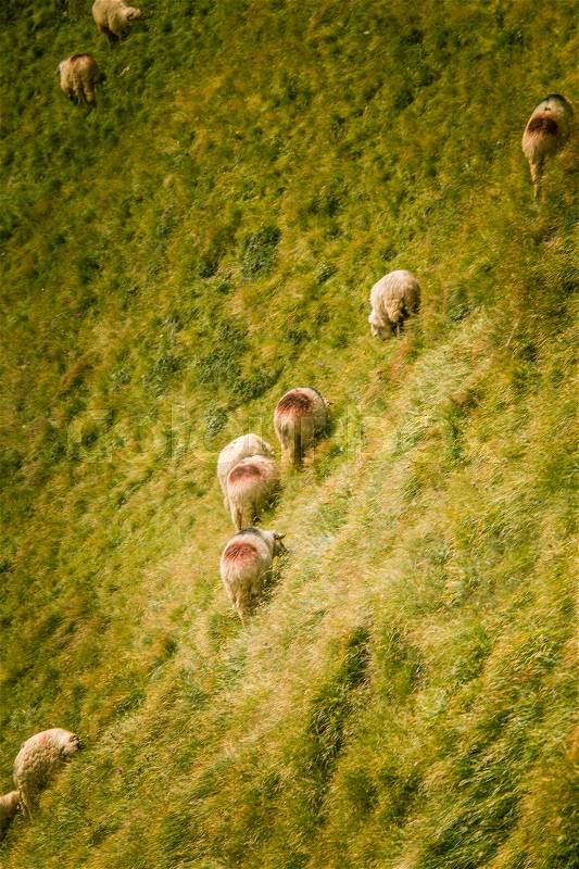 Sheep grazing in Carpathian mountains, stock photo