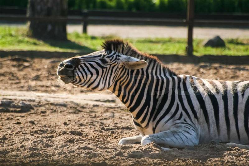 A beautiful zebra in the zoo, stock photo