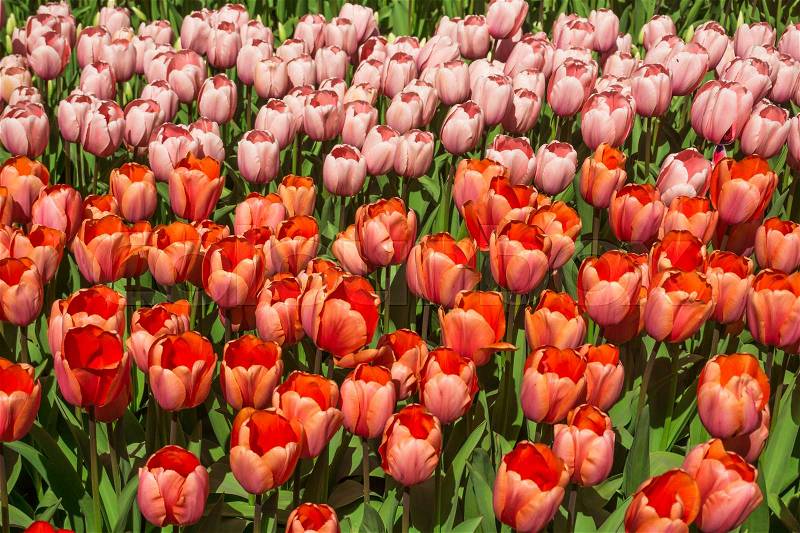 Red tulips. Amazing red tulip flower. Spring scene of tulip field, stock photo