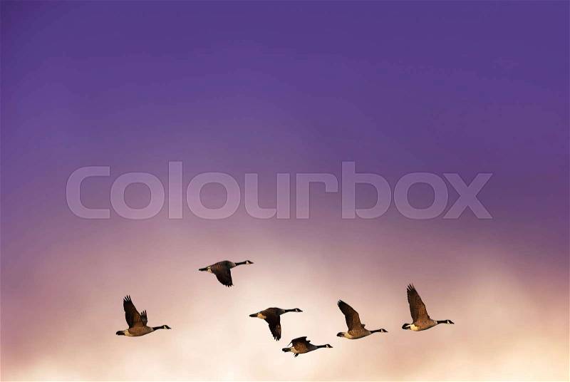 Beautiful sky on sunset or sunrise with flying birds natural background with copy space, stock photo