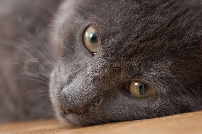 A beautiful portrait of a cute Russian blue cat, stock photo