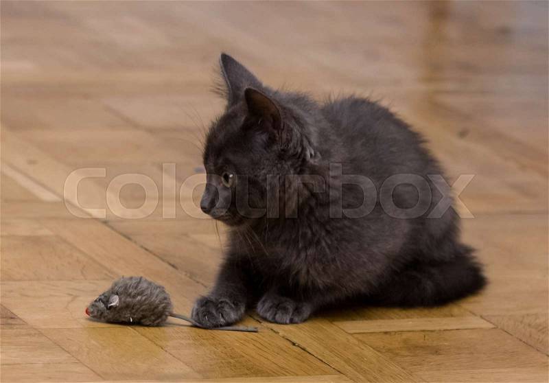 A beautiful Russian blue kitten playing with a toy mouse, stock photo