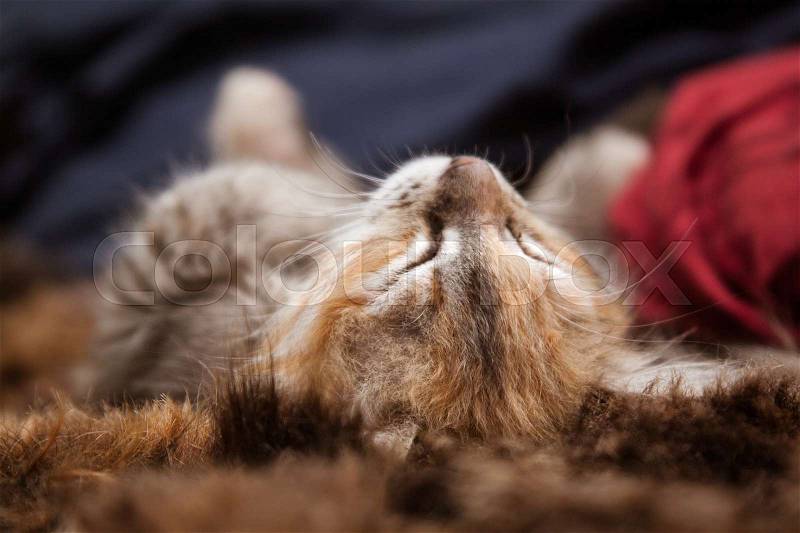 A three colored kitten sleeping on a fur blanket, stock photo