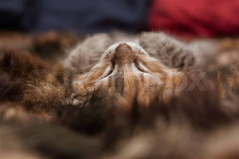 A three colored kitten sleeping on a fur blanket, stock photo